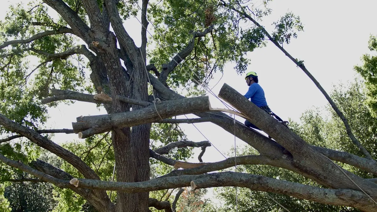 Professional Hazardous Tree Removal performed by certified arborists in Moselle