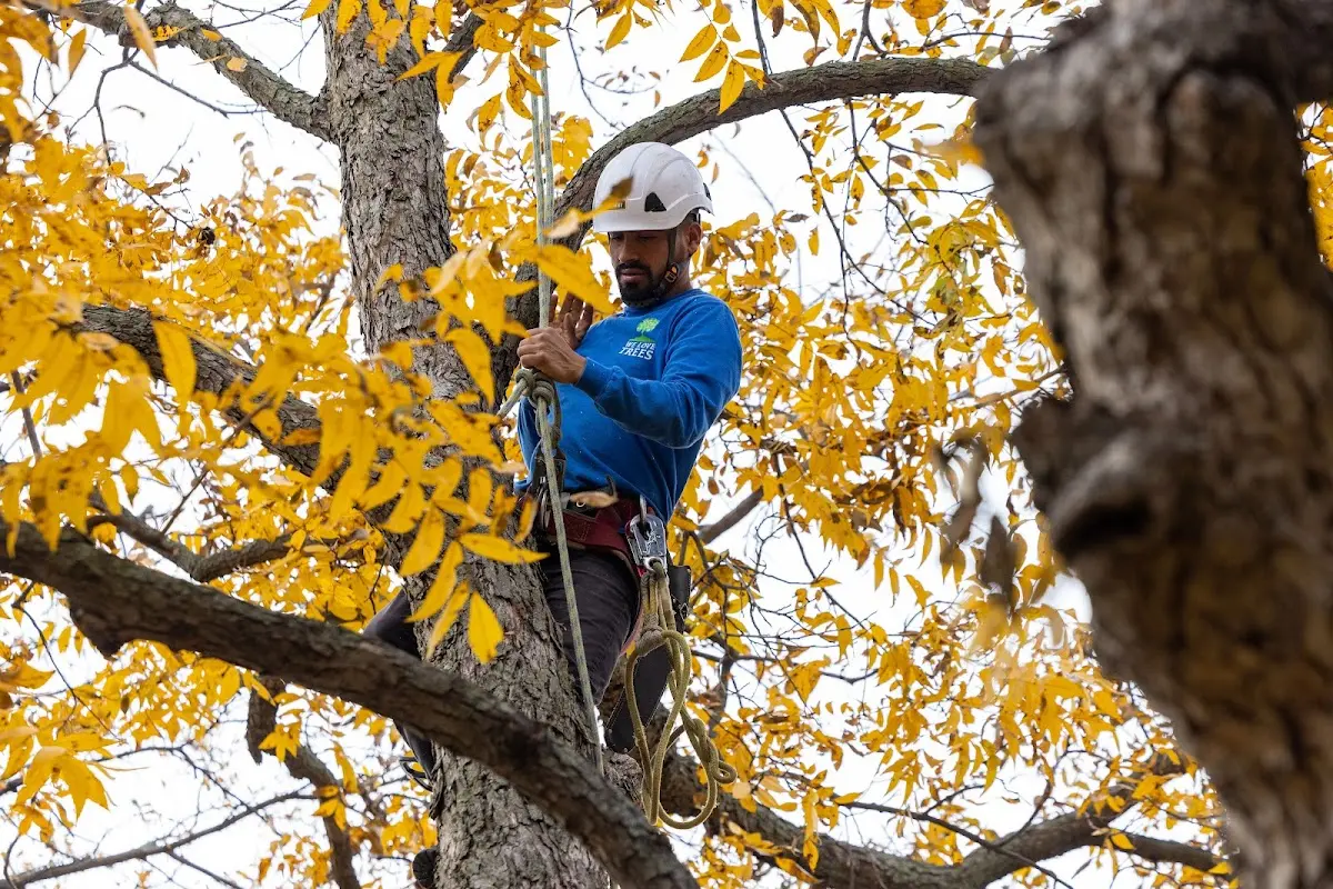 Skilled Storm Damage Cleanup crew working in Moselle
